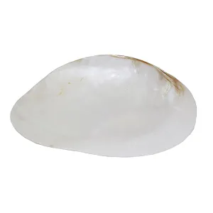 Large Shell Trinket Dish